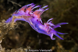 Flabellina affinis nudibranch in Mediterranean Sea_2022
... by Antonio Venturelli 